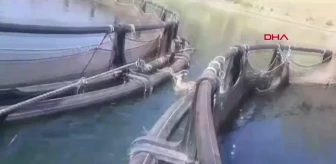 Fırat Nehri'ndeki Alabalık Üretim Tesisi İşçileri Dağ Keçisini Kurtardı