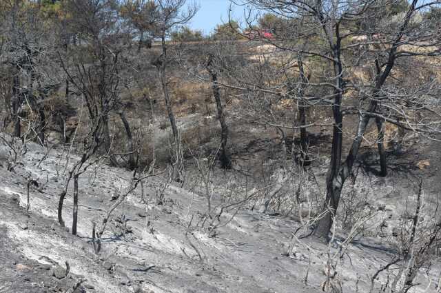 Yeşil griye döndü! Çanakkale'de günler sonra söndürülen yangından geriye kahreden bu görüntüler kaldı Yeşil griye döndü! Çanakkale'de günler sonra söndürülen yangından geriye kahreden bu görüntüler kaldı