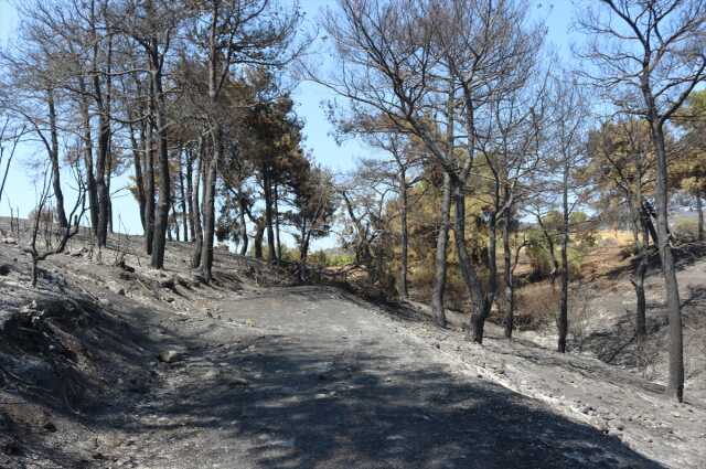 Yeşil griye döndü! Çanakkale'de günler sonra söndürülen yangından geriye kahreden bu görüntüler kaldı Yeşil griye döndü! Çanakkale'de günler sonra söndürülen yangından geriye kahreden bu görüntüler kaldı