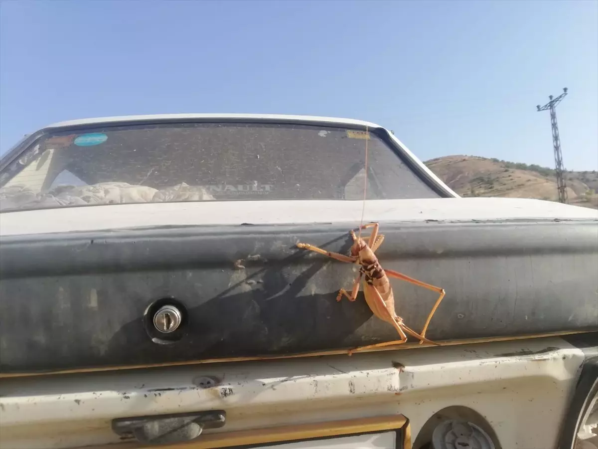 Batman'ın Gercüş ilçesinde etçil çekirge bulundu