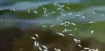 Mudanya'da Ölü Balık Faciası