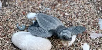 Çıralı'da caretta caretta yuvalarından ilk yuva açıldı