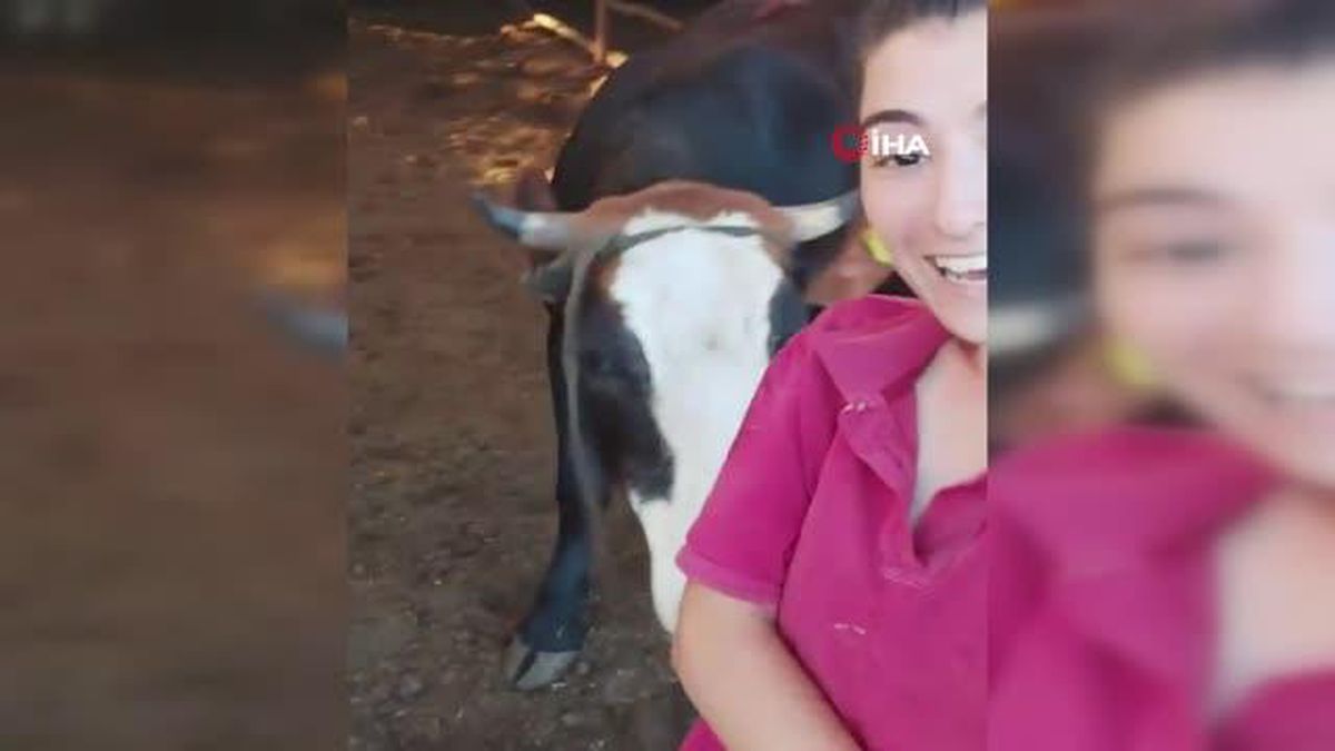 İneğin selfie merakı, sosyal medyada viral oldu