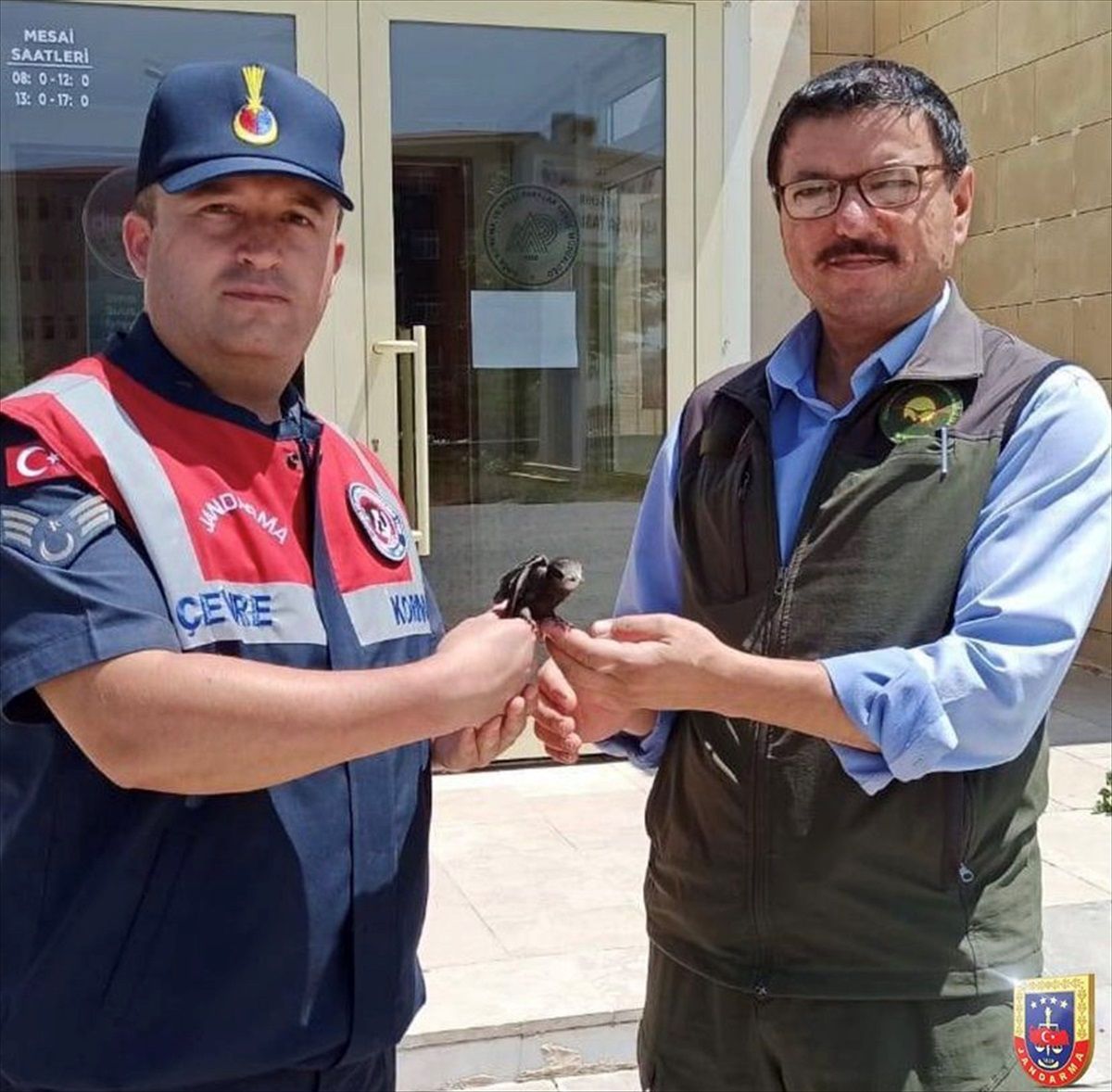 Kırşehir'de Yaralı Ebabil Tedavi Edildi