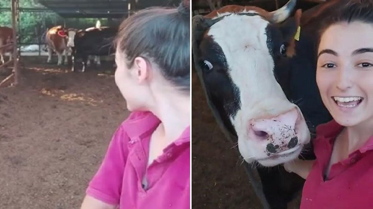 Genç kız ineğe 'Selfie çekilelim' dedi; sonrasında olanlar videoyu viral yaptı