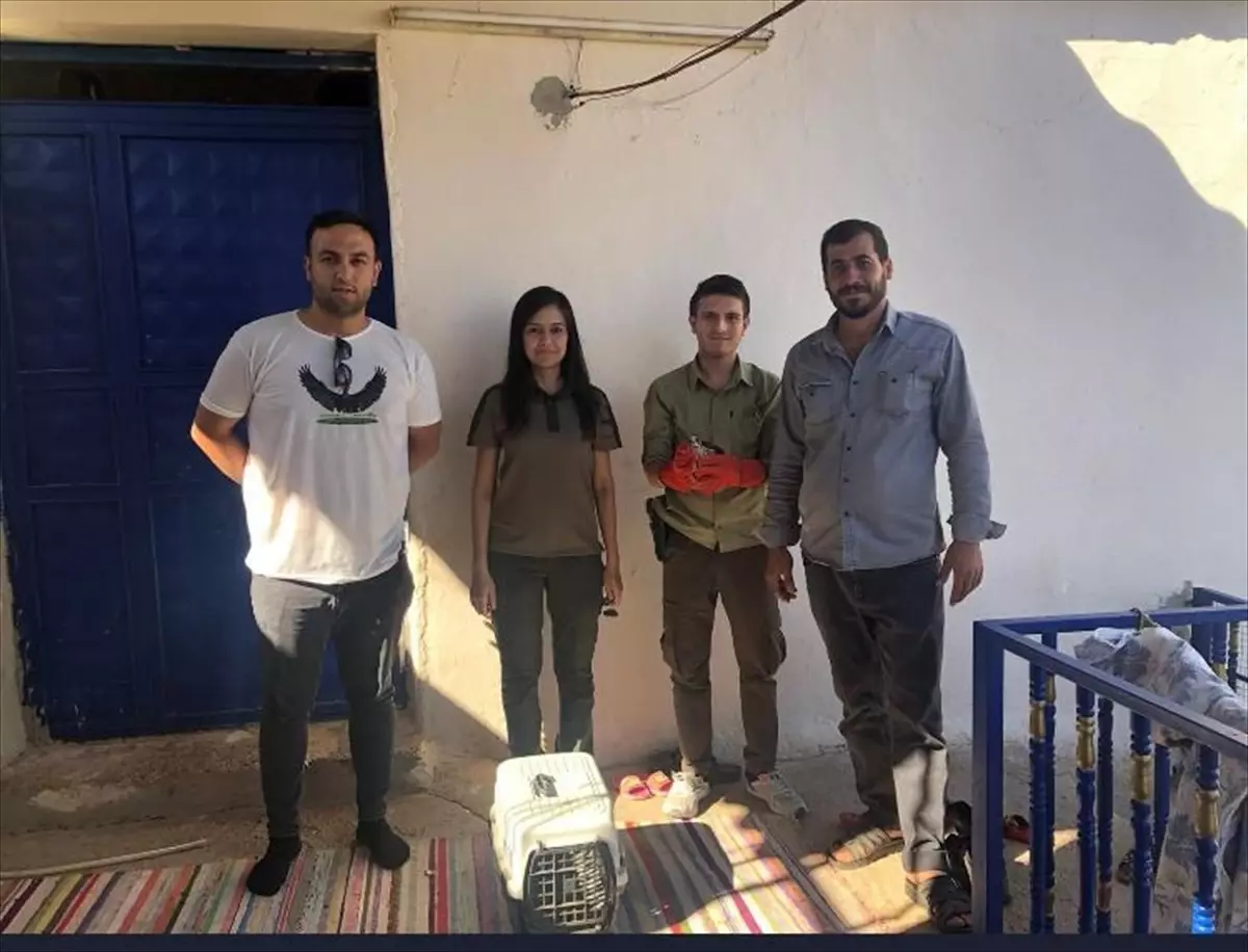 Şanlıurfa'da Yaralı Gökdoğan Tedavi Altına Alındı