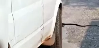 Minibüsle yılanı ezerek yaralayan sürücüye ceza