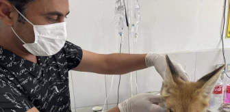 Kumluca'da mahsur kalan tilki tedavi altına alındı