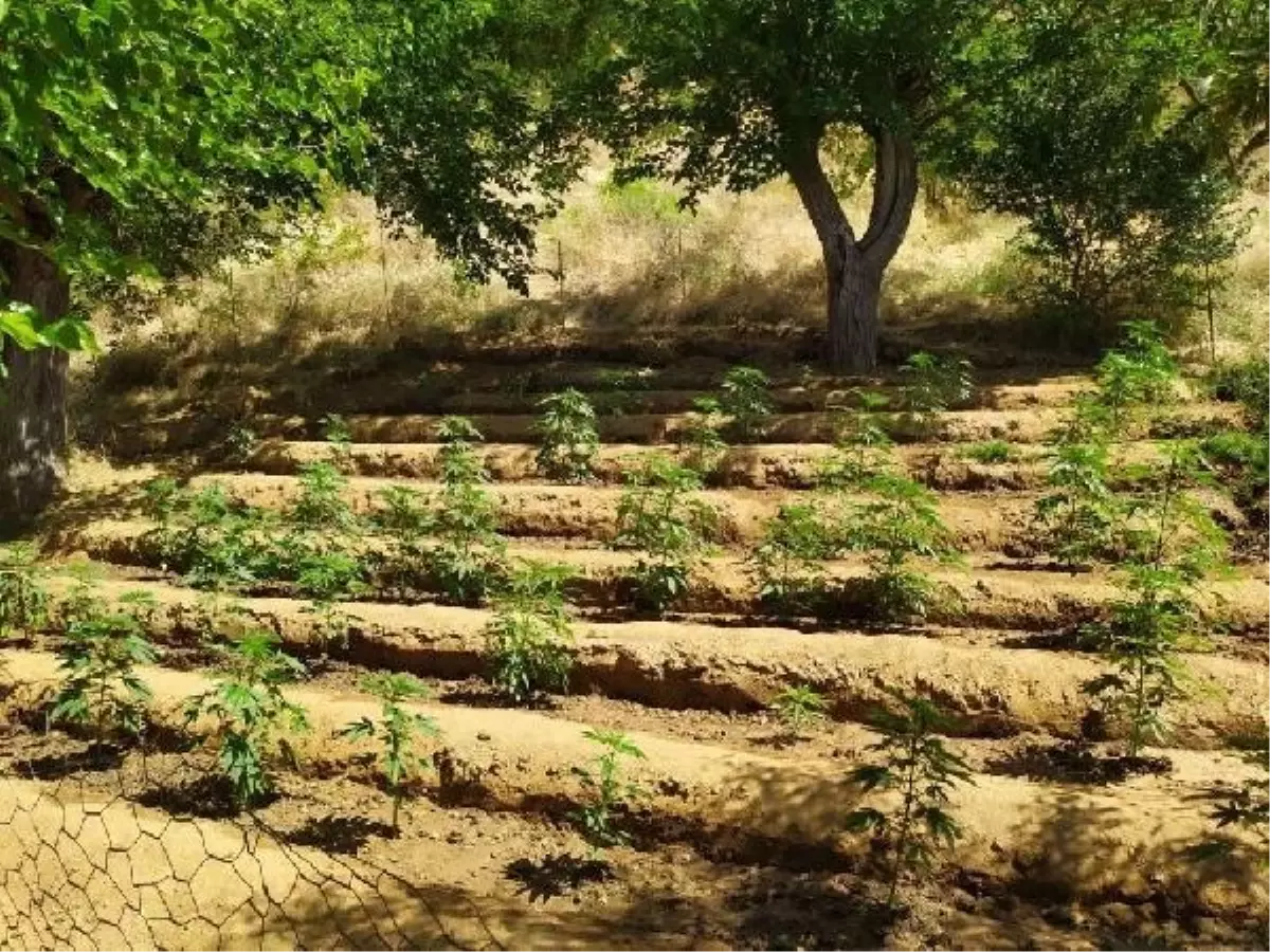 Bingöl'de 4 Bin 5 Kök Hint Keneviri Ele Geçirildi