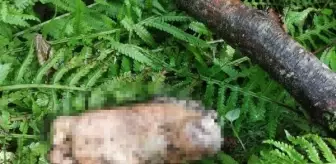 Artvin'de Dere Kenarında İnsan Ayağı Bulundu