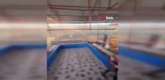 Jandarmadan horoz dövüşüne baskın: 71 kişi gözaltına alındı