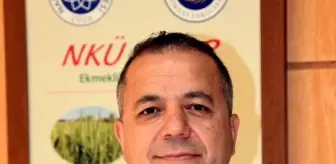 Tekirdağ'da Ayçiçeği Tarlalarına Dadanan Çekirgeler İtalyan Çekirgesi Çıktı