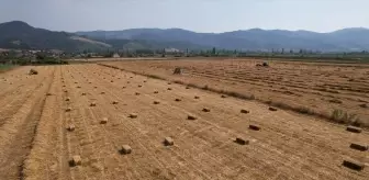 Sındırgı Belediyesi Tarafından Yapılan Yem Bitkisi Hasadı