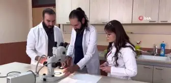 Uzman uyardı: 'Sarıkız' böceğine dikkat