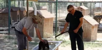 Adana'da Barınaktaki Köpekler İçin Serinletme Yöntemi