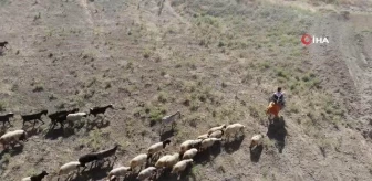 Çobanın eşek sırtında zorlu mesaisi: Sıcakta bunalan hayvanlarını her gün araziye çıkarıyor