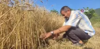 Keman Resitali ile Buğday Hasadı