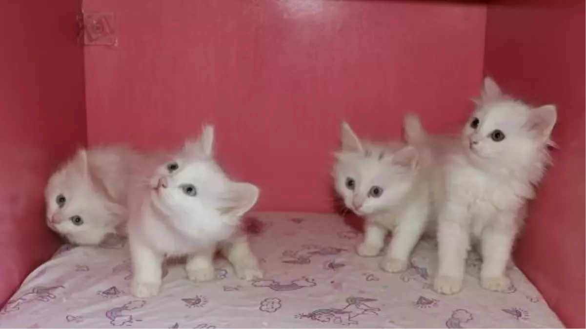 Van Kedi Villası'nda Yavru Kediler Dünyaya Geliyor