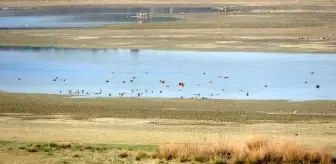 2023 Kış Ortası Su Kuşu Sayımı Sonuçları Açıklandı
