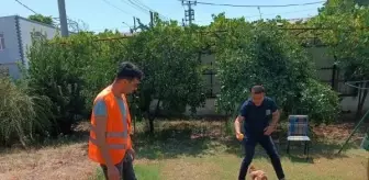 Sahibinden şiddet gören köpek sahiplendirildi
