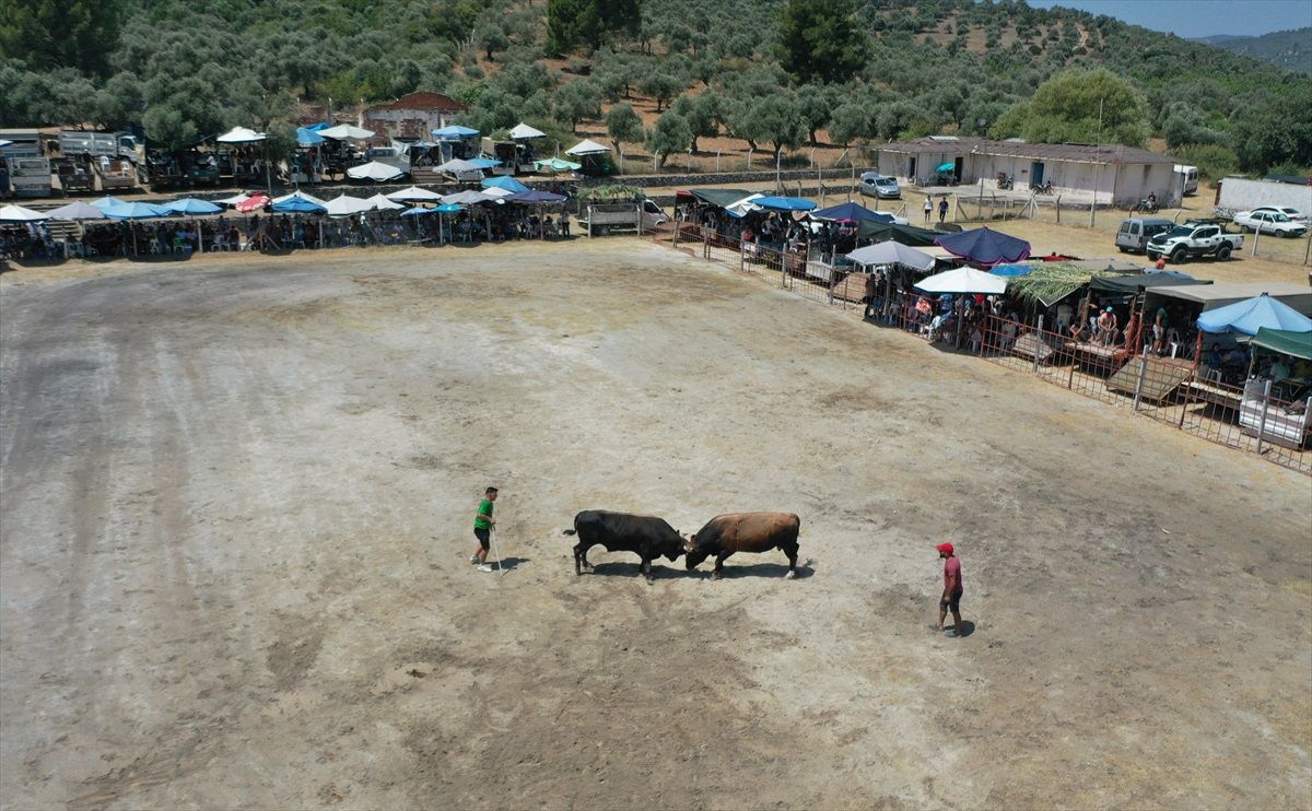 Aydın Germencik'te Boğa Güreşi Festivali Düzenlendi