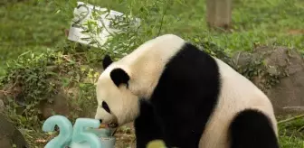 Dev Panda Mei Xiang, 25. Yaş Gününü Washington'da Kutladı