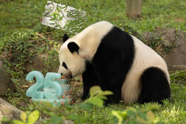 Dev Panda Mei Xiang, 25. Yaş Gününü Washington'da Kutladı
