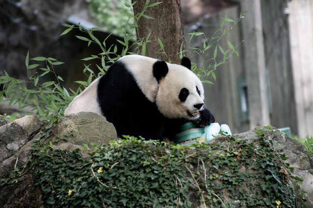 Dev Panda Mei Xiang, 25. Yaş Gününü Washington'da Kutladı