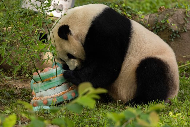 Dev Panda Mei Xiang, 25. Yaş Gününü Washington'da Kutladı
