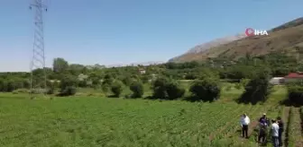 Erzincan'da sebze üretimi artıyor