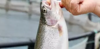 Türkiye'deki Marketlerde Satılan Norveç Somonlarında Parazit Tespit Edildi