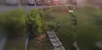 Ankara'da aç kalan tilki sokaklarda görüldü