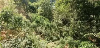 Bingöl'de 3 Bin 591 Kök Hint Keneviri Ele Geçirildi