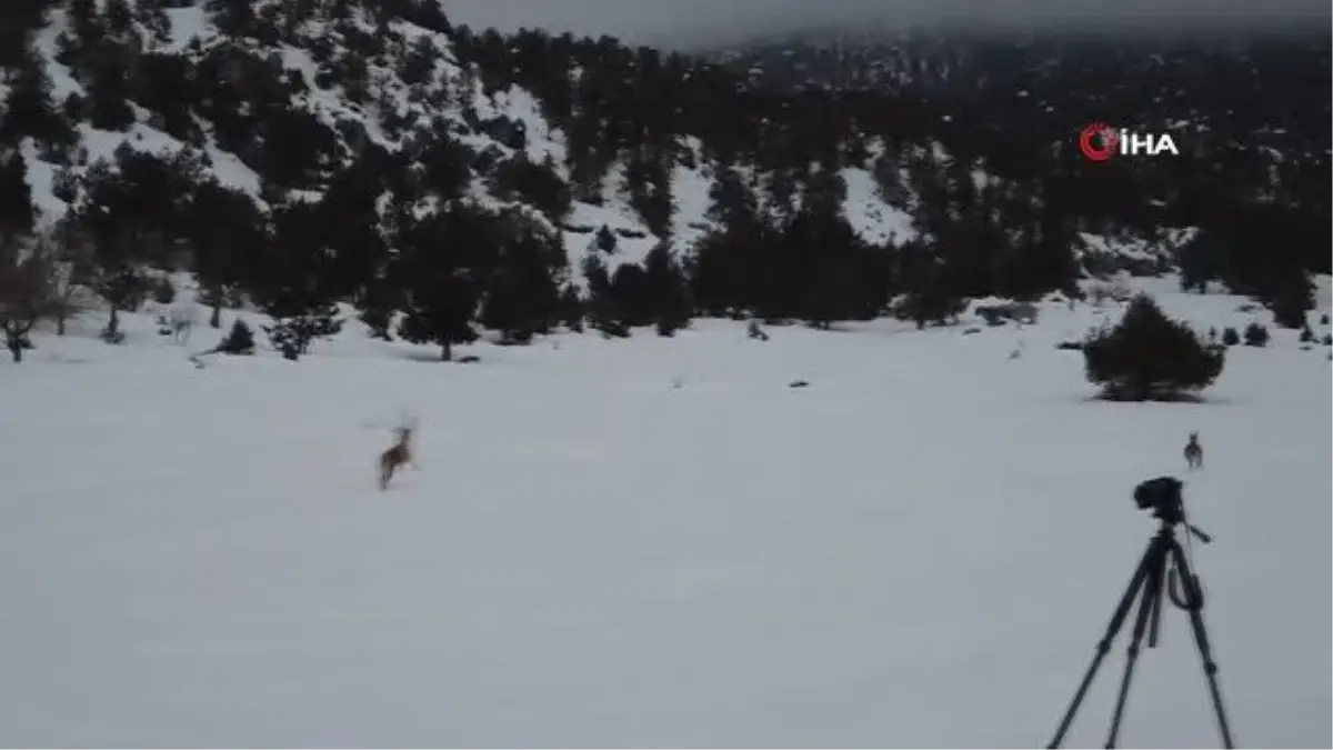 Burdur'da doğaya salınan yaban keçileri üremeye başladı