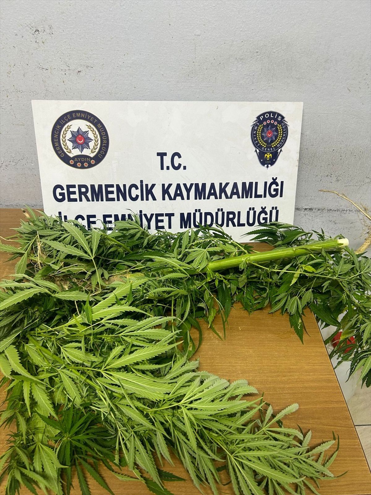 Aydın'da Ev Bahçesinde Hint Keneviri Yetiştiren Kişi Gözaltına Alındı