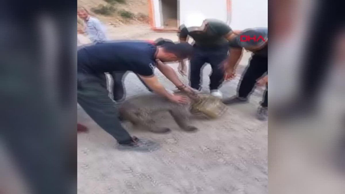 Yavru Bozayı Teneke Kutudan Kurtarıldı