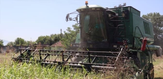 Düzce Belediyesi Tarım Seferberliği Kapsamında Buğday Hasadı Yapıldı