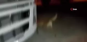 Van'da 37 kilo metamfetamin ele geçirildi