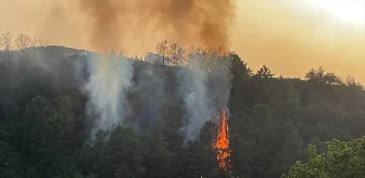 Beykoz'da Orman Yangını: Söndürme Çalışmaları Devam Ediyor