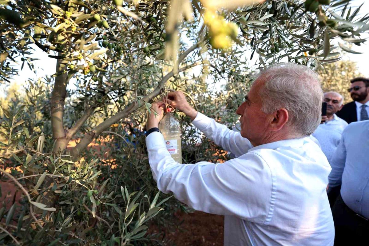 Denizli'de Zeytin Sineği ile Mücadele Başladı