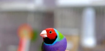 Erzincan'da Egzotik Kuş Yetiştiriciliği