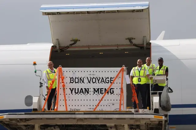 Fransa, Dev Panda Yuan Meng'i Çin'e Uğurladı Fransa, Dev Panda Yuan Meng'i Çin'e Uğurladı