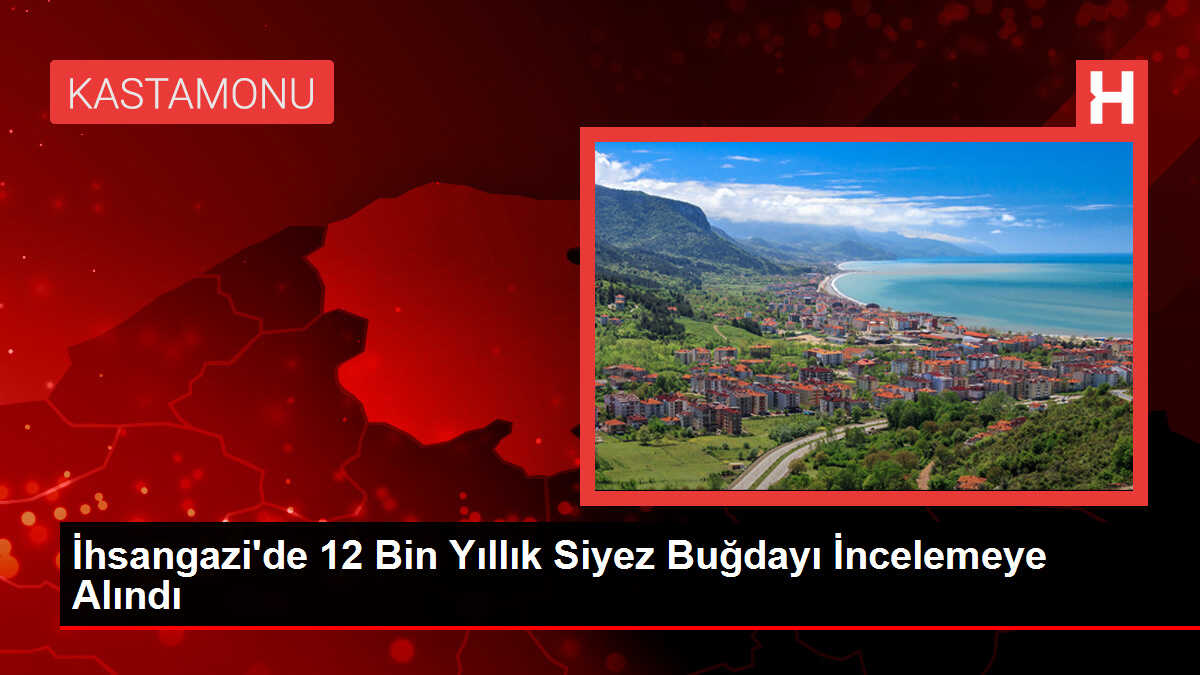 İhsangazi'de 12 Bin Yıllık Siyez Buğdayı İncelemeye Alındı