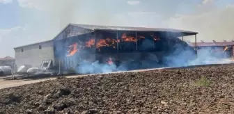 33 büyükbaş hayvan ahırda çıkan yangında diri diri yandı