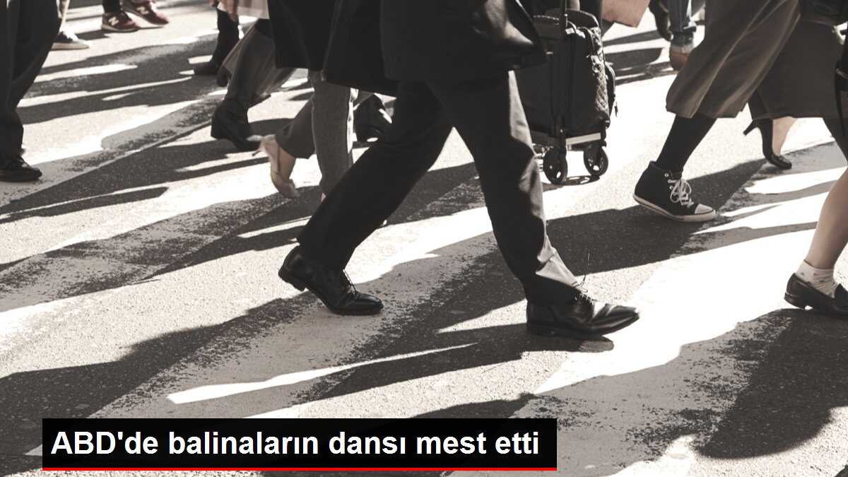 ABD'de balinaların dansı mest etti