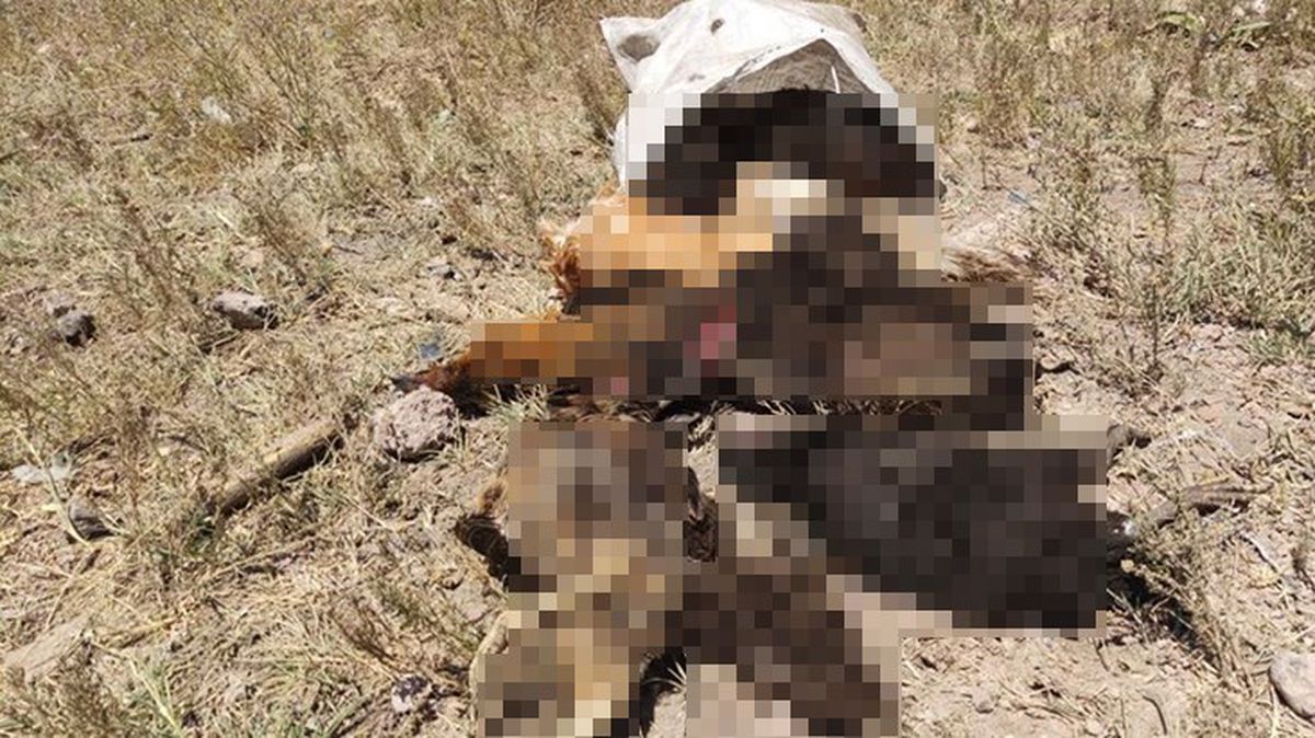 Yer: Hakkari! Sabaha karşı kümese giren başıboş köpekler, 50 tavuğu parçaladı