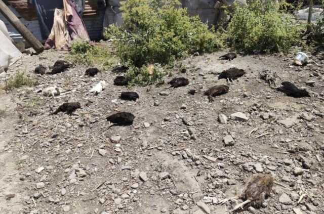 Başıboş köpekler tarafından 50 tavuk telef edildi