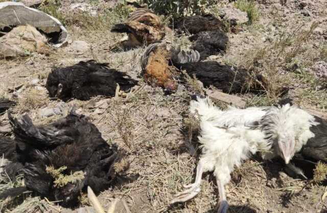 Başıboş köpekler tarafından 50 tavuk telef edildi