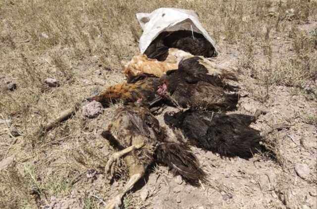 Başıboş köpekler tarafından 50 tavuk telef edildi