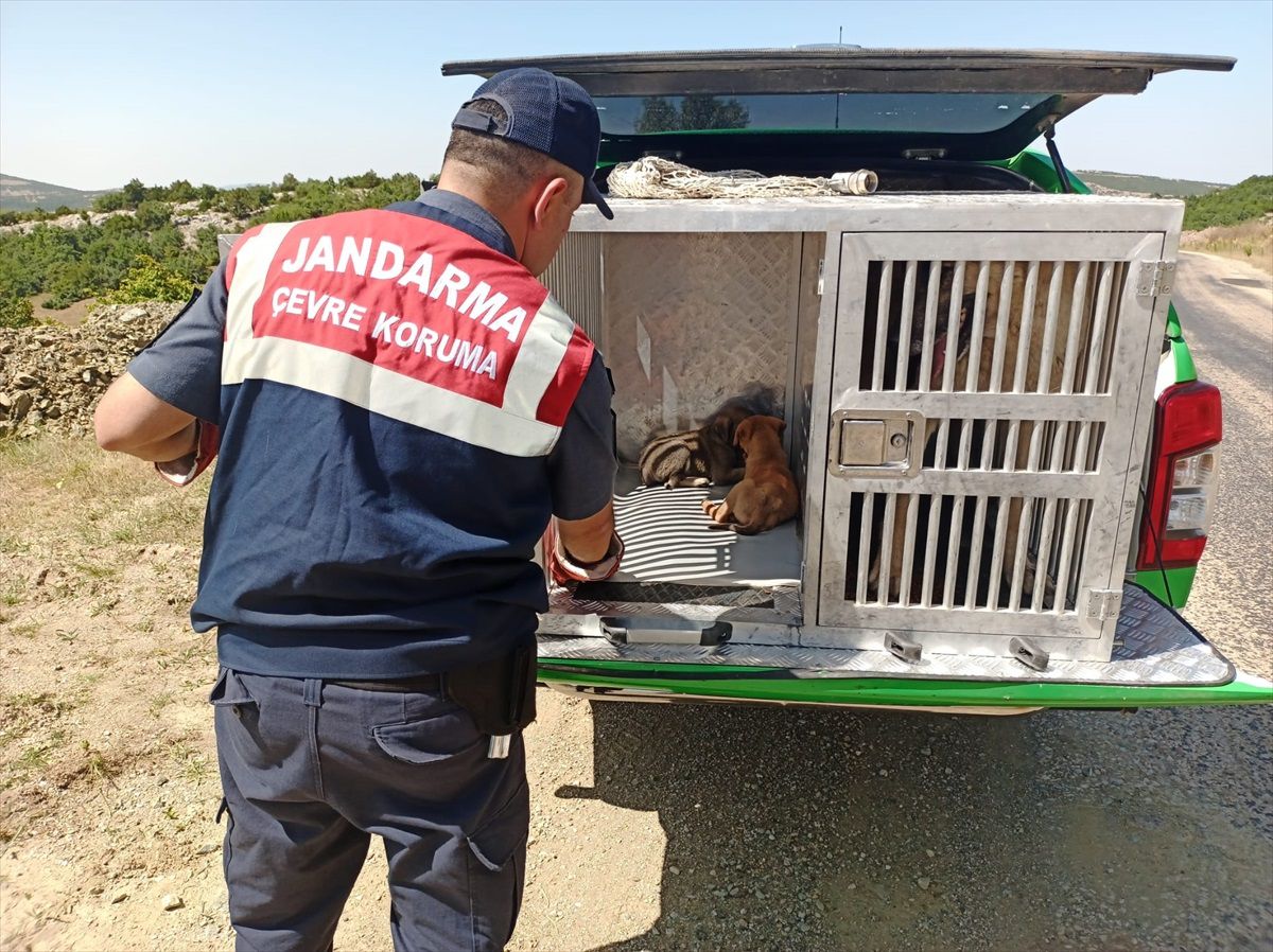 Tokat'ta kırsalda bulunan köpek ve yavruları jandarma tarafından korumaya alındı